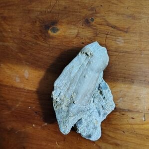 Preserved Horn Coral Fossil Stone